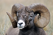 Thumbnail of the category Bighorn Sheep / Ovis canadensis
