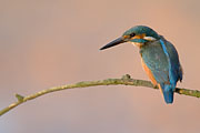Thumbnail of the category River Kingfisher / Alcedo atthis