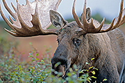 Thumbnail of the category Moose / Alaska Moose / Giant Moose