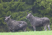 Thumbnail of the category Moose / Eurasian Elk / Alces alces