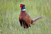 Thumbnail of the category Pheasant / Phasianus colchicus