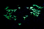 Übersichtsbild der Kategorie Fluoreszenz bei Pilzen