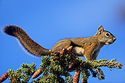 Thumbnail of the category American Red Squirrel / Chickaree