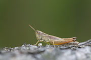 Thumbnail of the category Grasshopper / Locust / Cricket