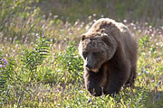 Übersichtsbild der Kategorie Grizzlybär / Ursus arctos horribilis