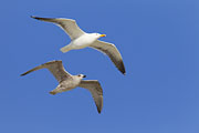 Thumbnail of the category Lesser Black-backed Gull