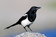Thumbnail of the category Black-billed Magpie/American Magpie