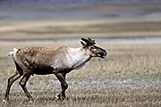 Thumbnail of the category Caribou / Woodland Caribou
