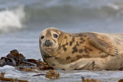Thumbnail of the category Grey Seal/Gray Seal/Horsehead Seal