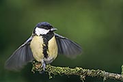 Thumbnail of the category Great Tit / Parus major