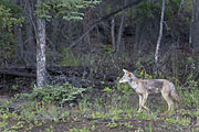 Übersichtsbild der Kategorie Kojote / Präriewolf / Canis latrans