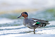 Thumbnail of the category Eurasian Teal / Common Teal