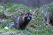 Thumbnail of the category Raccoon Dog / Mangut / Neoguri