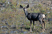 Thumbnail of the category Mule Deer / Black-tailed Deer