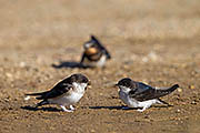 Thumbnail of the category Common House Martin
