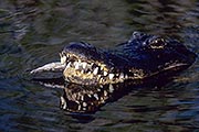 Thumbnail of the category American Alligator