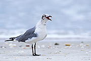 Thumbnail of the category Gulls worldwide - Several Species