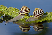 Thumbnail of the category Mussels-Bivalves and Snails-Slugs