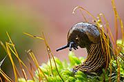 Thumbnail of the category Slugs - several species