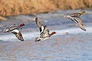 Thumbnail of the category Eurasian Wigeon / Widgeon