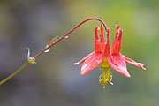 Thumbnail of the category Plants