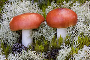 Thumbnail of the category Mushroom and Lichen and Algae