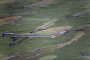 Thumbnail of the category Predatory Fish - several species