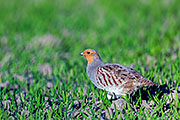 Thumbnail of the category Grey Partridge / English Partridge