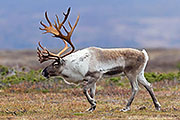 Thumbnail of the category Reindeer / Rangifer tarandus