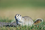 Thumbnail of the category Richardsons Ground-Squirrel