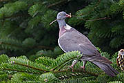 Thumbnail of the category Common Wood Pigeon / Culver