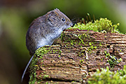 Thumbnail of the category Bank Vole / Myodes glareolus
