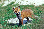 Thumbnail of the category Red Fox / Vulpes vulpes