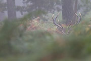 Thumbnail of the category Red Deer / Cervus elaphus