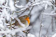 Thumbnail of the category European Robin / Redbreast