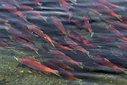 Thumbnail of the category Sockeye Salmon / Red Salmon