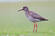 Thumbnail of the category Common Redshank / Redshank