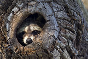 Thumbnail of the category Mammal photography-News