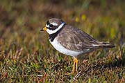 Thumbnail of the category Ringed Plover / Charadrius hiaticula