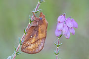 Thumbnail of the category Butterfly - Moth