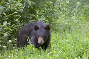 Übersichtsbild der Kategorie Schwarzbär / Ursus americanus