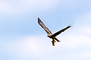 Thumbnail of the category Black Kite / Milvus migrans