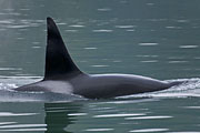 Übersichtsbild der Kategorie Schwertwal / Orca / Orcinus orca