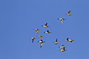 Thumbnail of the category Pintail / Anas acuta