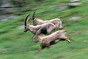 Thumbnail of the category Alpine Ibex / Steinbock / Capra ibex