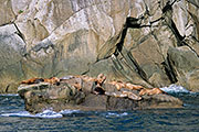 Übersichtsbild der Kategorie Stellersche Seelöwe