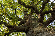 Thumbnail of the category Pedunculate Oak