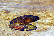 Thumbnail of the category Freshwater Mussels