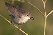 Thumbnail of the category Marsh Warbler