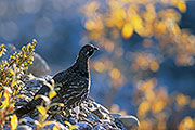 Thumbnail of the category Spruce Grouse / Canada Grouse